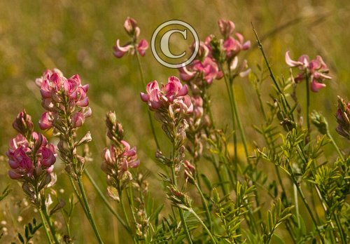Sainfoin  DM0315
